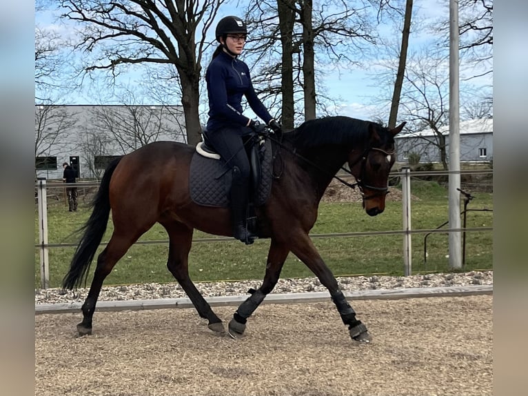 Pur-sang anglais Hongre 10 Ans 167 cm Bai in Celle