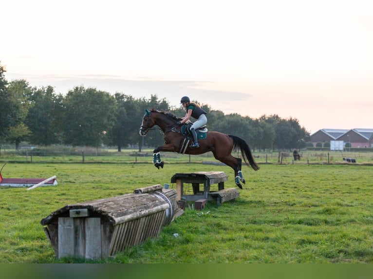 Pur-sang anglais Hongre 10 Ans 168 cm Bai in Stroe