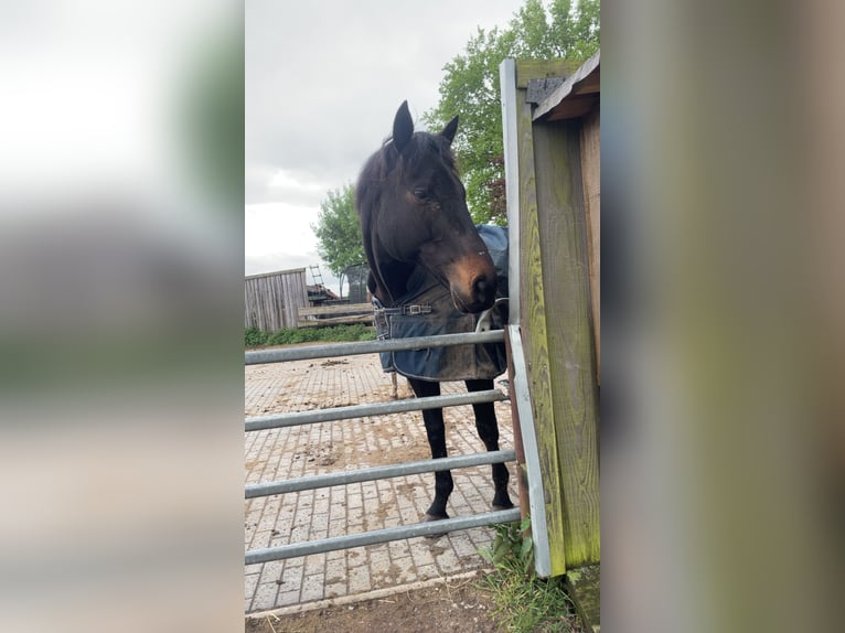Pur-sang anglais Hongre 10 Ans 170 cm Bai brun in Gifhorn