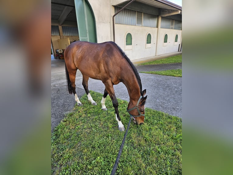 Pur-sang anglais Hongre 10 Ans 170 cm Bai in Cazzago San Martino