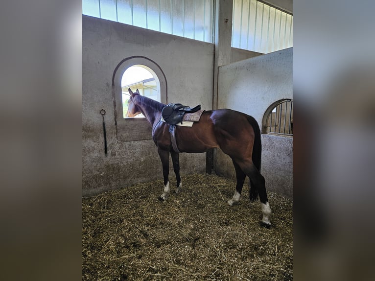 Pur-sang anglais Hongre 10 Ans 170 cm Bai in Cazzago San Martino