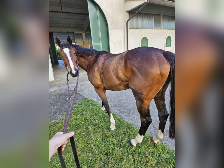 Pur-sang anglais Hongre 10 Ans 170 cm Bai in Cazzago San Martino