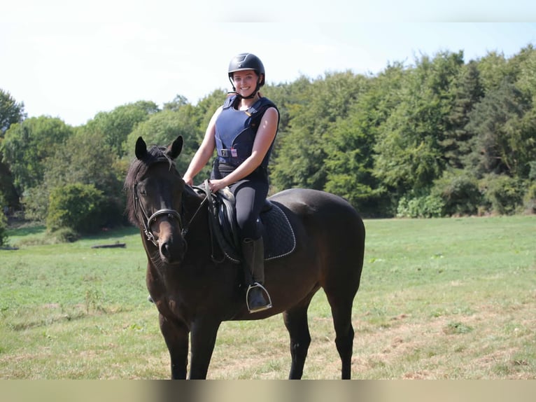 Pur-sang anglais Hongre 10 Ans 173 cm Bai brun in Horsforth