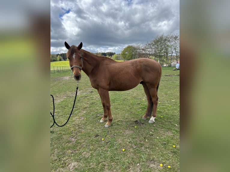 Pur-sang anglais Hongre 11 Ans 160 cm Alezan in Reinsfeld