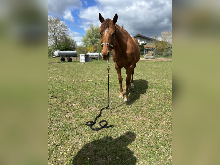 Pur-sang anglais Hongre 11 Ans 160 cm Alezan in Reinsfeld