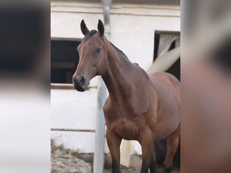 Pur-sang anglais Hongre 11 Ans 162 cm Bai in Brüel
