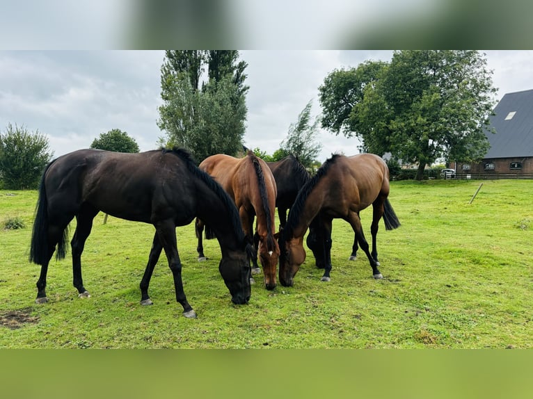 Pur-sang anglais Hongre 11 Ans 162 cm Bai in Zevenhuizen