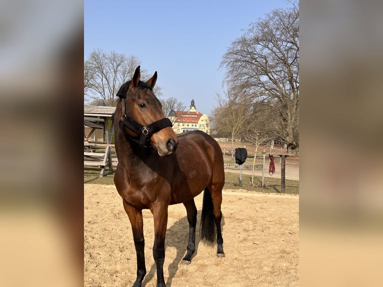 Pur-sang anglais Hongre 11 Ans 162 cm Bai in WeitendorfBrüel