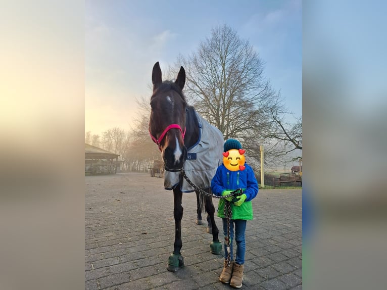 Pur-sang anglais Hongre 11 Ans 163 cm Bai in Nieder-Wiesen