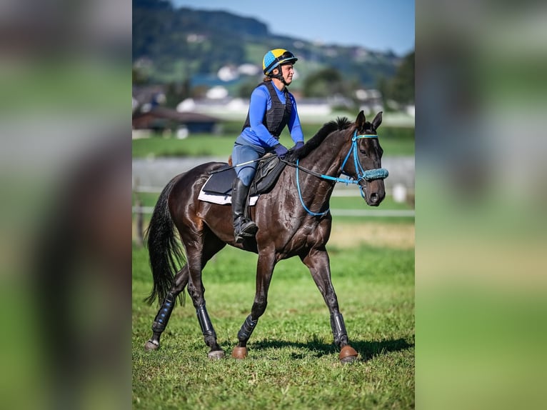 Pur-sang anglais Hongre 11 Ans 164 cm Bai brun in Wald ZH