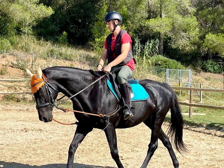 Pur-sang anglais Hongre 11 Ans 164 cm Noir in El Badorc