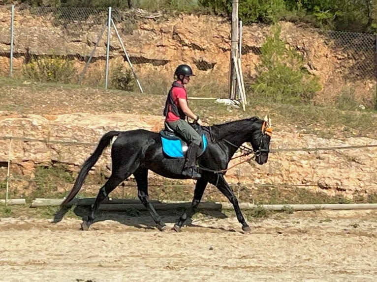 Pur-sang anglais Hongre 11 Ans 164 cm Noir in El Badorc