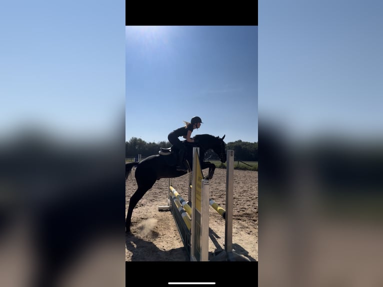 Pur-sang anglais Hongre 11 Ans 165 cm Bai in Karlsfeld