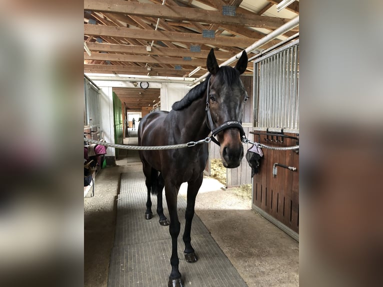 Pur-sang anglais Hongre 11 Ans 165 cm Bai in Karlsfeld