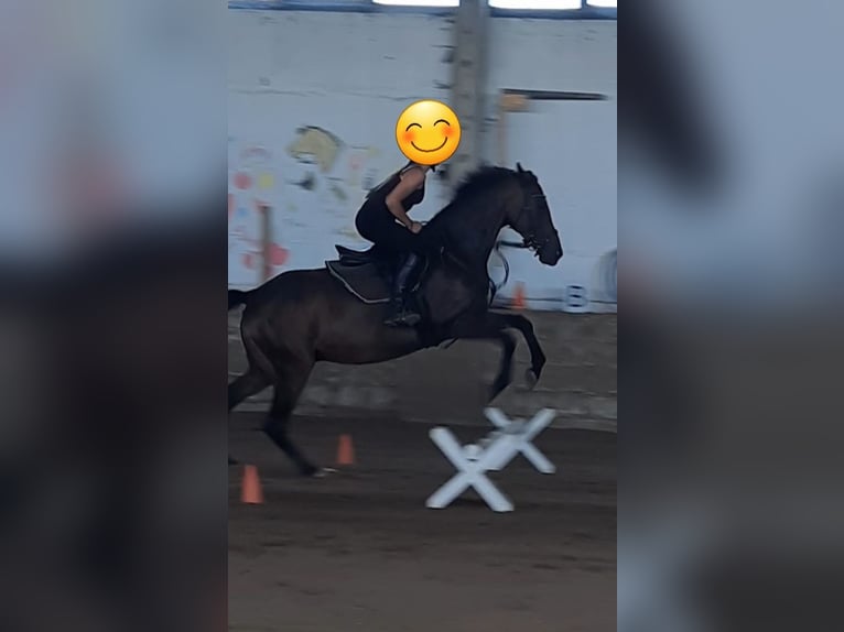 Pur-sang anglais Hongre 11 Ans 167 cm Bai brun in Aken