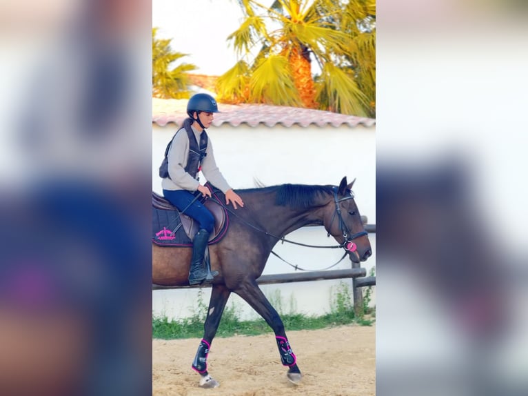 Pur-sang anglais Croisé Hongre 11 Ans 168 cm Bai brun in Aulas