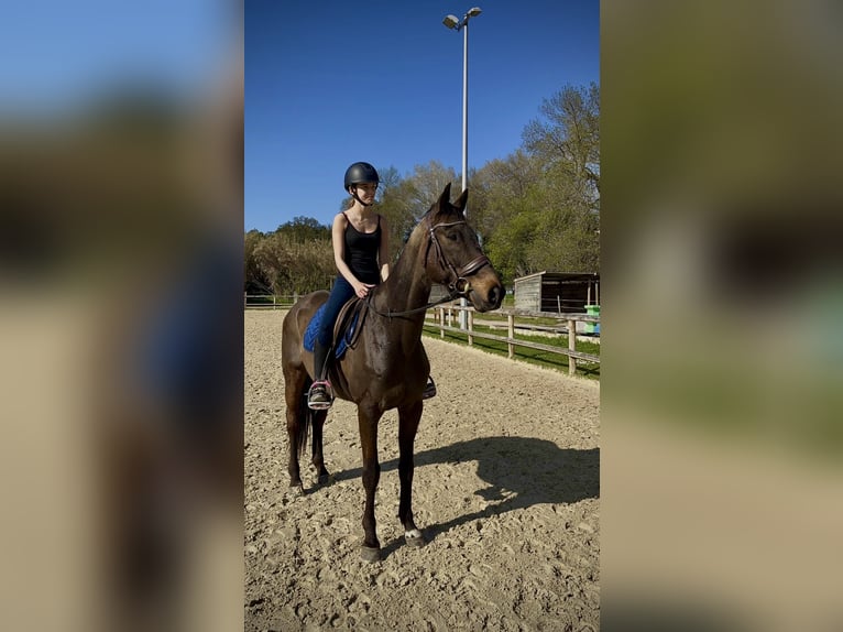 Pur-sang anglais Croisé Hongre 11 Ans 168 cm Bai brun in Aulas