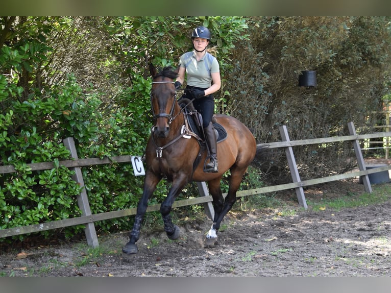 Pur-sang anglais Hongre 11 Ans 169 cm Bai in Apeldoorn
