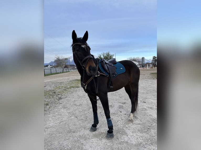 Pur-sang anglais Hongre 11 Ans 172 cm Bai brun in Mapleton, UT