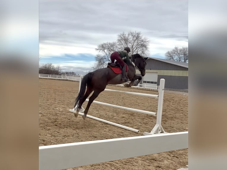 Pur-sang anglais Hongre 11 Ans 172 cm Bai brun in Mapleton, UT