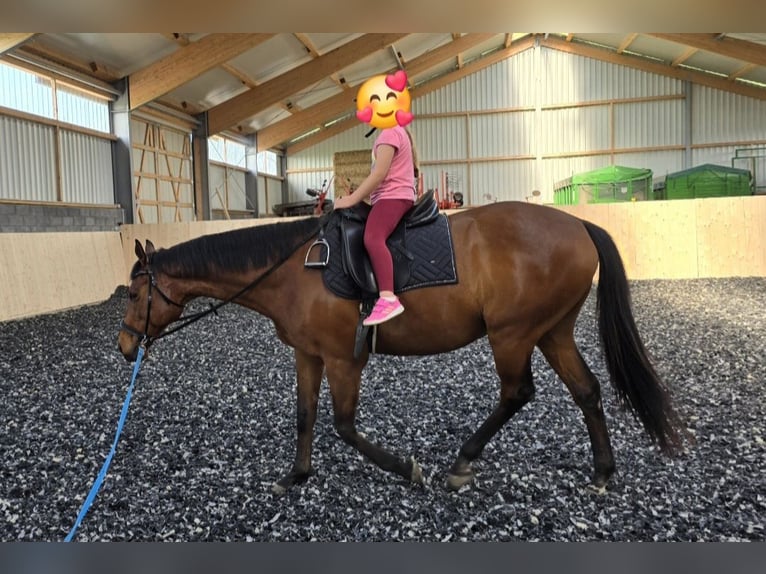 Pur-sang anglais Hongre 12 Ans 162 cm Bai cerise in Bedburg