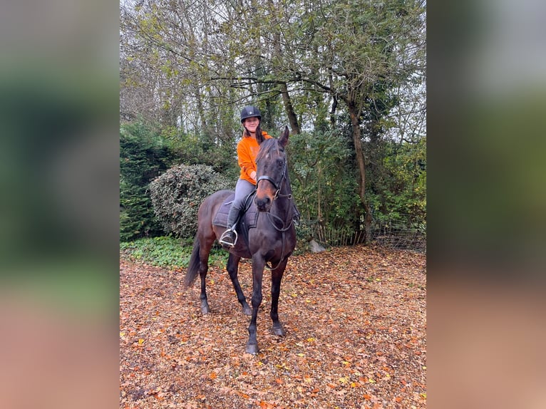 Pur-sang anglais Hongre 12 Ans 163 cm Bai brun in reading