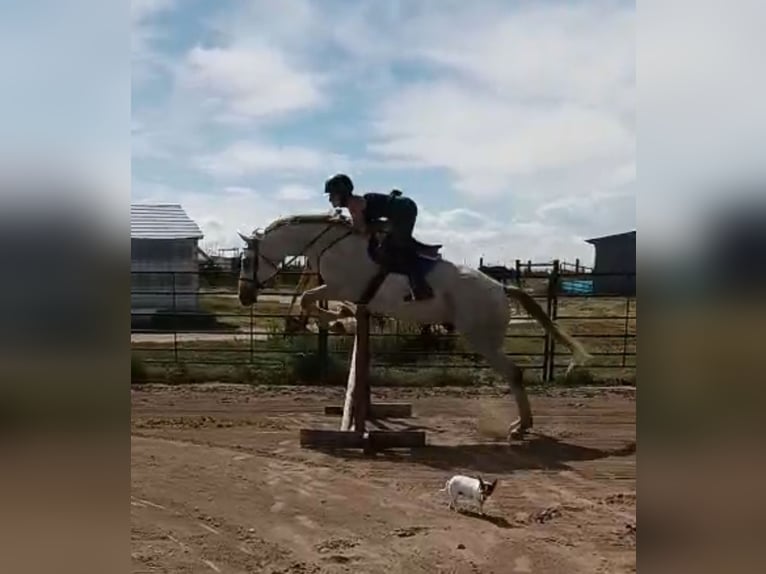 Pur-sang anglais Hongre 12 Ans 163 cm Gris pommelé in Kersey