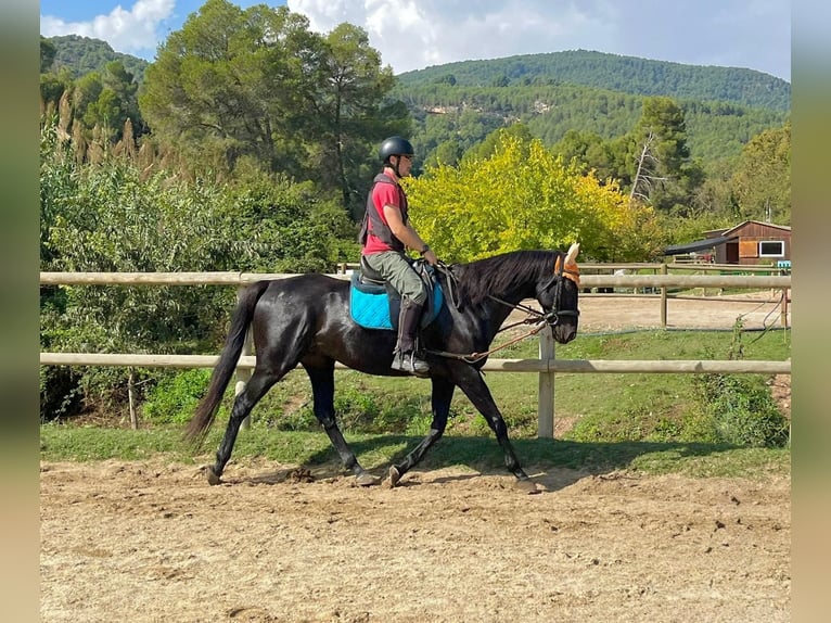 Pur-sang anglais Hongre 12 Ans 164 cm Noir in El Badorc
