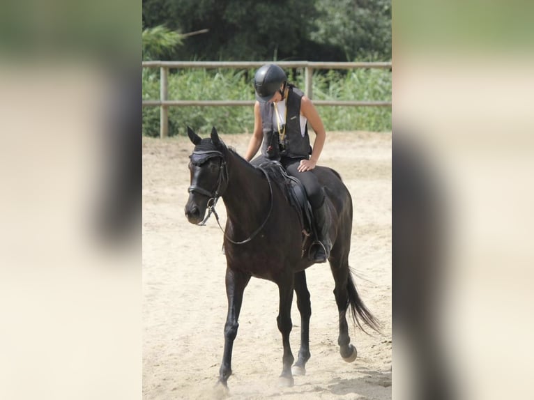 Pur-sang anglais Hongre 12 Ans 164 cm Noir in Madrid