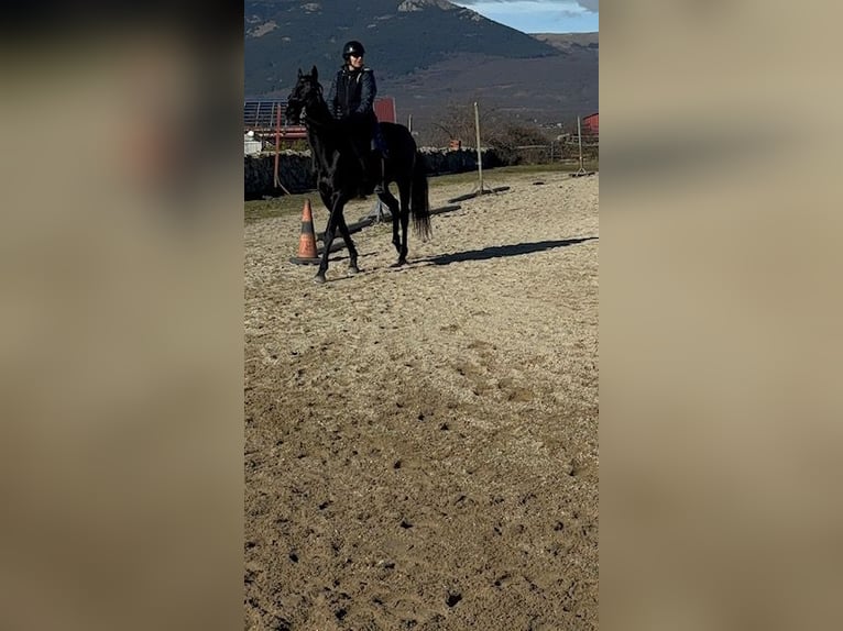 Pur-sang anglais Hongre 12 Ans 164 cm Noir in Madrid