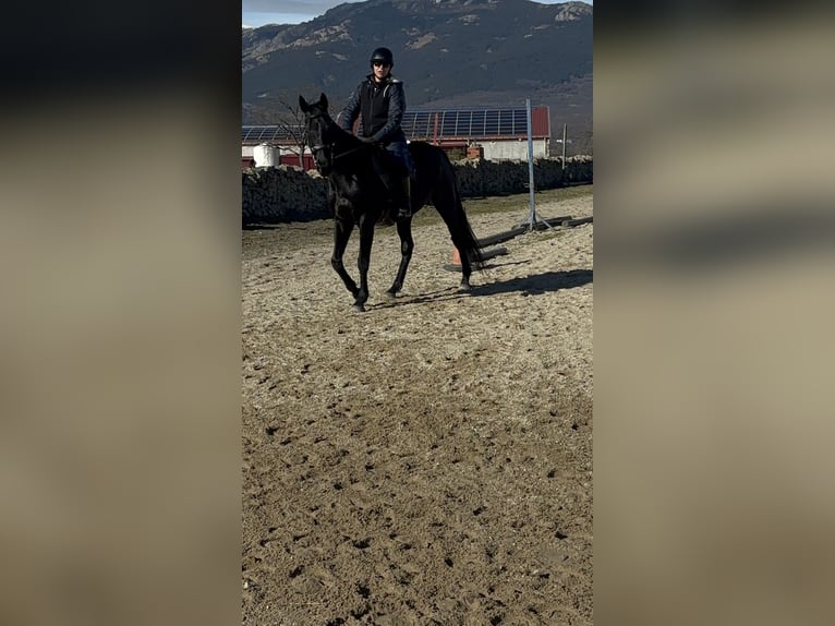 Pur-sang anglais Hongre 12 Ans 164 cm Noir in Madrid