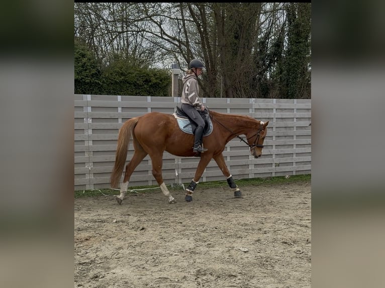 Pur-sang anglais Hongre 12 Ans 165 cm Alezan in Bremen