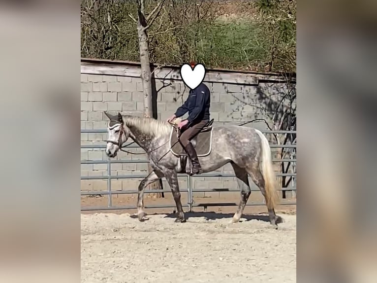 Pur-sang anglais Hongre 12 Ans 165 cm Gris in Geiselwind
