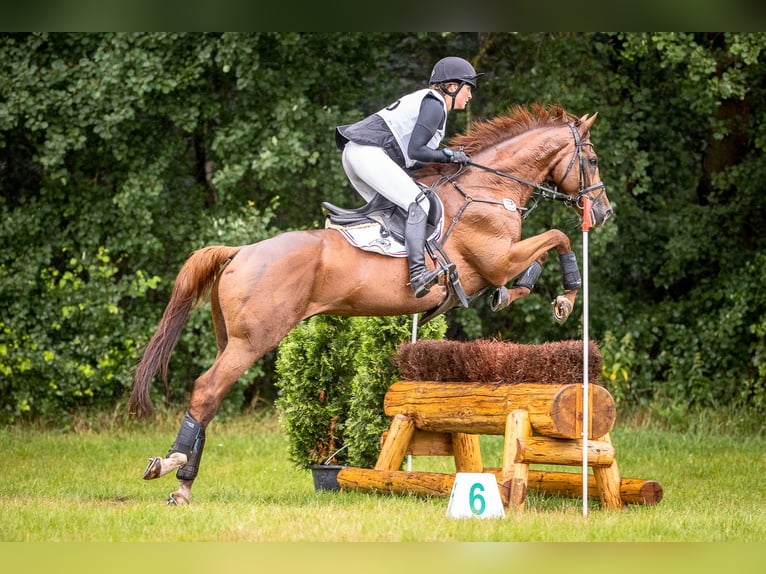 Pur-sang anglais Hongre 12 Ans 167 cm Alezan in Langenhagen