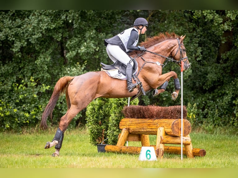 Pur-sang anglais Hongre 12 Ans 167 cm in Langenhagen