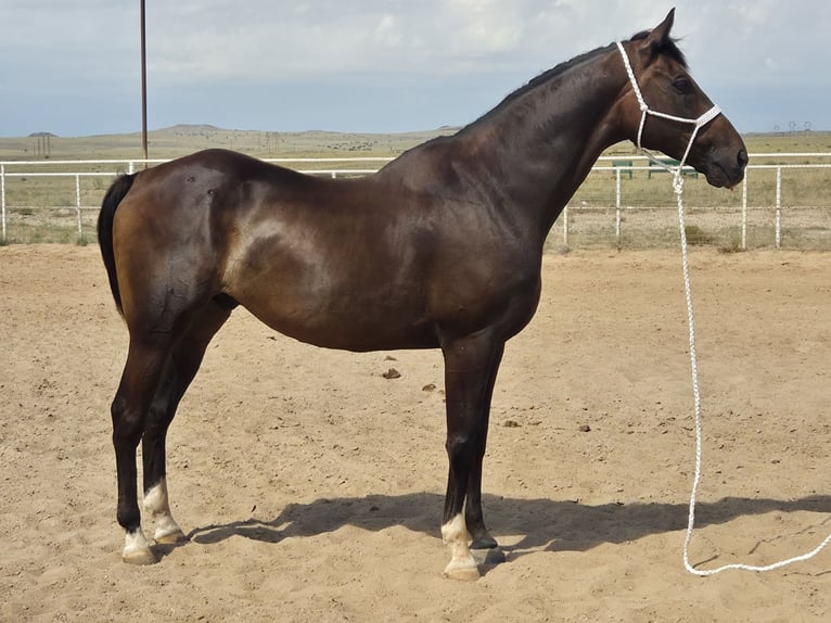 Pur-sang anglais Hongre 12 Ans Bai cerise in Santa Fe, NM