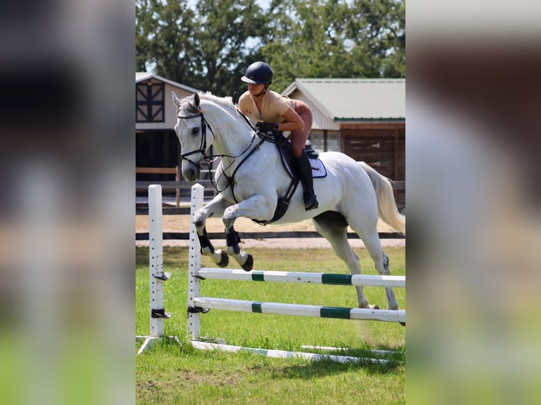 Pur-sang anglais Hongre 13 Ans 163 cm Blanc in Gainsborough (Lincolnshire)