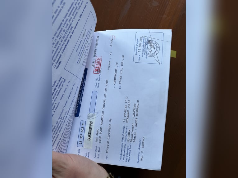 Pur-sang anglais Hongre 13 Ans 167 cm Bai brun in Oberaula