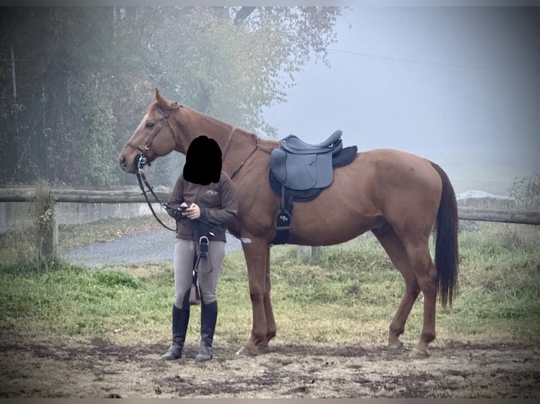 Pur-sang anglais Hongre 13 Ans 170 cm Alezan in Bra