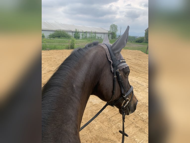 Pur-sang anglais Hongre 14 Ans 160 cm Bai brun in Ebersbach-Neugersdorf