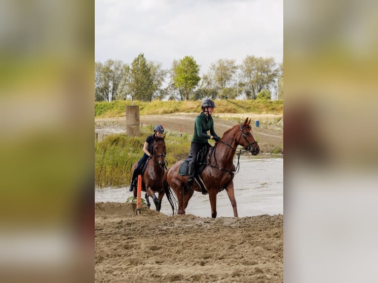 Pur-sang anglais Hongre 14 Ans 165 cm Alezan in Ronsele
