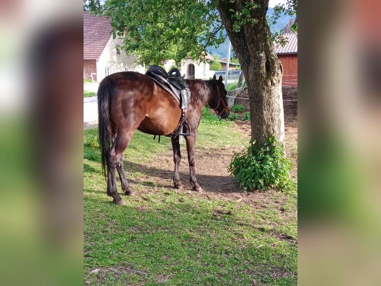 Pur-sang anglais Hongre 15 Ans 155 cm Bai brun in St.Michael Bleiburg