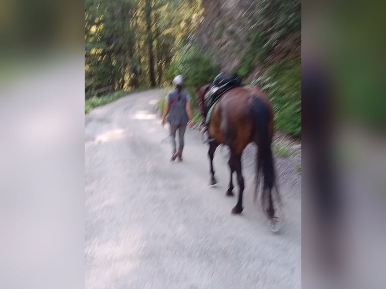 Pur-sang anglais Hongre 15 Ans 155 cm Bai brun in St.Michael Bleiburg