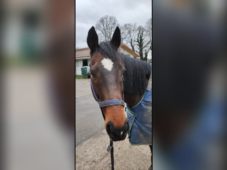 Pur-sang anglais Hongre 15 Ans 163 cm Bai in Bielefeld