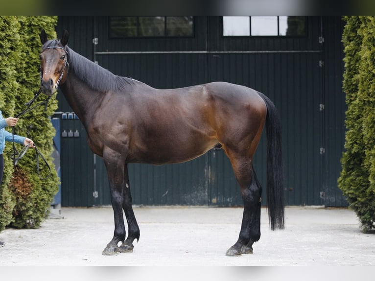 Pur-sang anglais Hongre 15 Ans 163 cm Bai in Schweitenkirchen