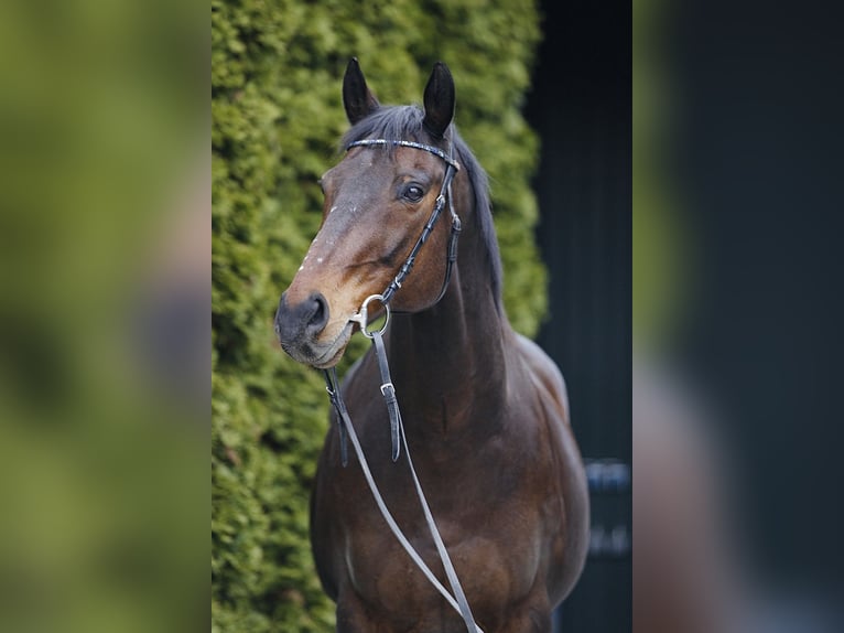 Pur-sang anglais Hongre 15 Ans 163 cm Bai in Schweitenkirchen