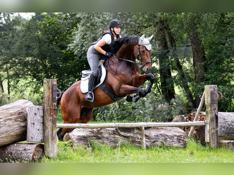 Pur-sang anglais Hongre 15 Ans 163 cm Bai in Schweitenkirchen