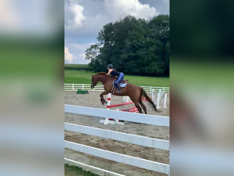 Pur-sang anglais Hongre 15 Ans 170 cm Alezan brûlé in Gap