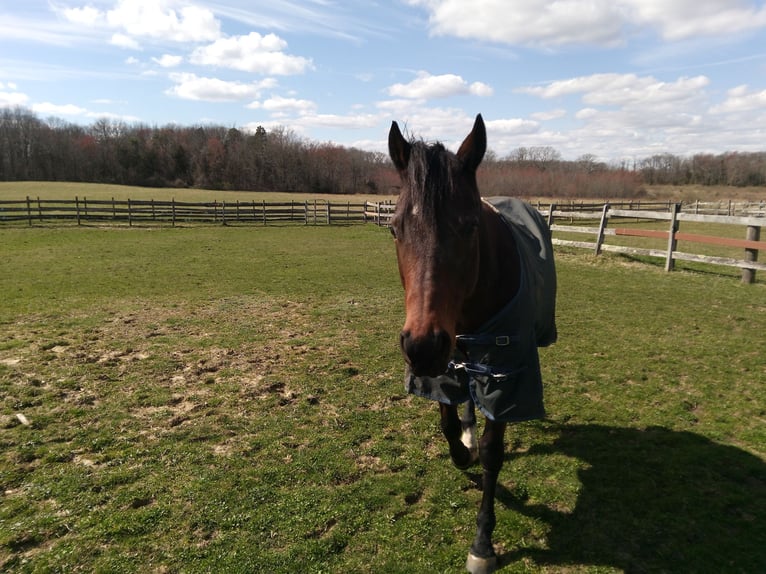 Pur-sang anglais Hongre 15 Ans Bai cerise in Freehold