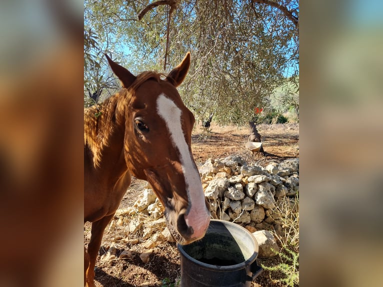 Pur-sang anglais Hongre 16 Ans 160 cm Champagne in Siracusa